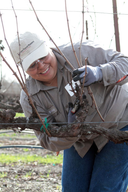 Napa County Pruning Contest 2014